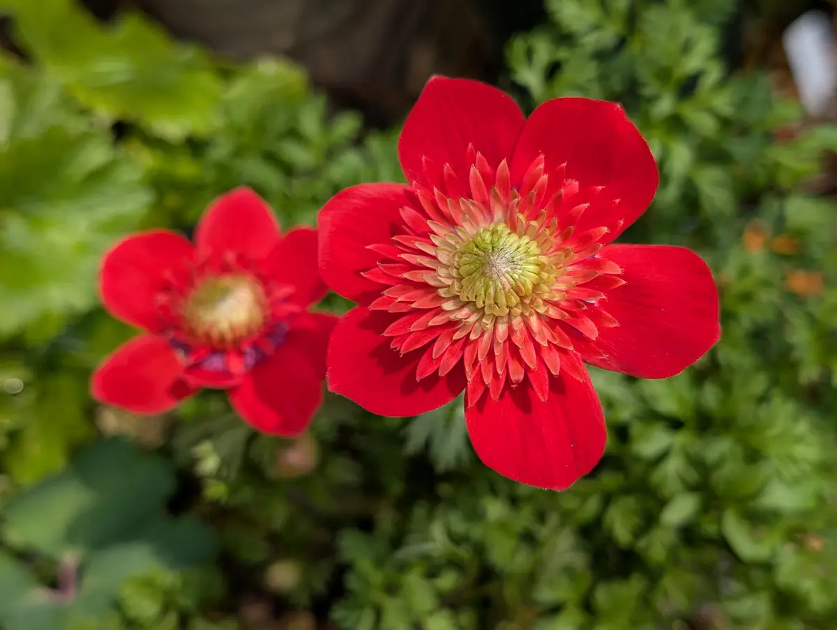 アネモネ原種コロナリアダブル(雄し「3月の花」のアルバム