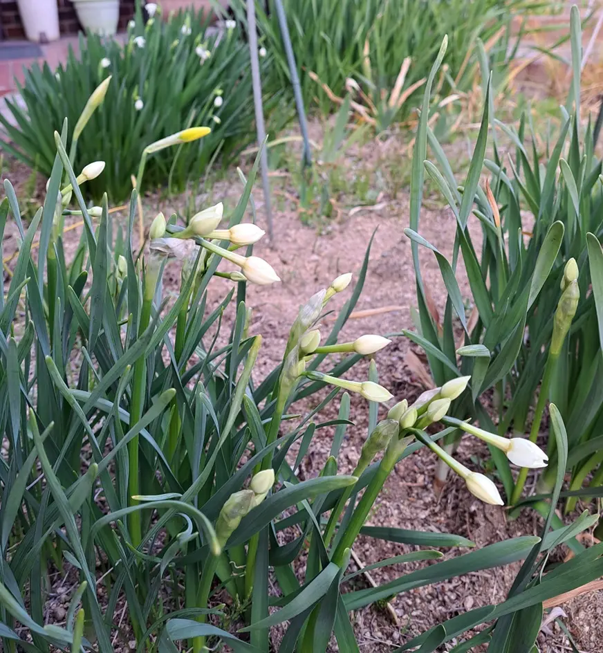 チロルパン「春のつるしかざり」「水仙」 水仙・ガリル。つぼみは丸っこくてかわ「2026年 春の花 （3月