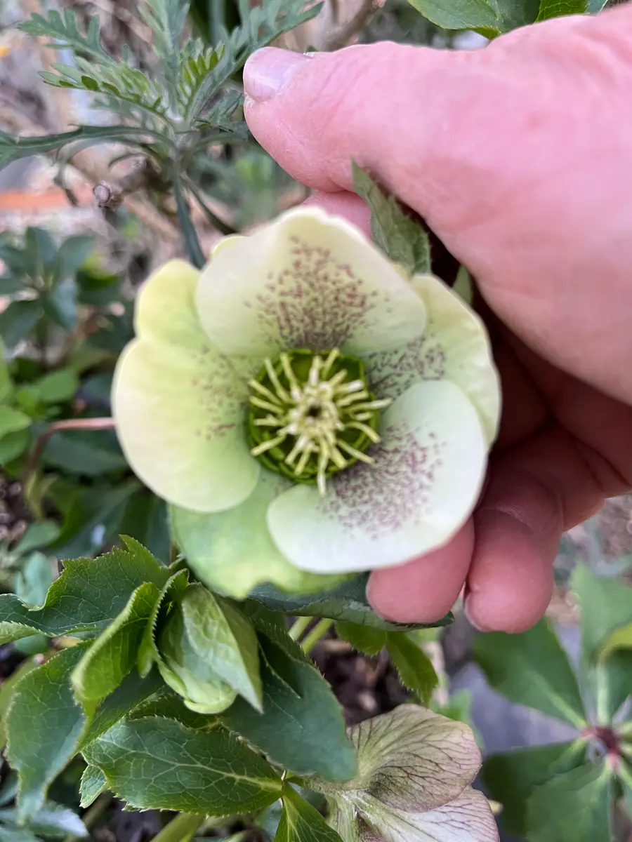 幼苗から育てたもの「2026クリスマスローズ」のアルバム-みんなの趣味