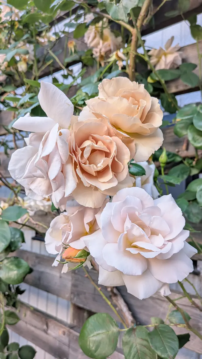 花持ちの良いバタースコッチですがそ「MyRoses2026」のアルバム