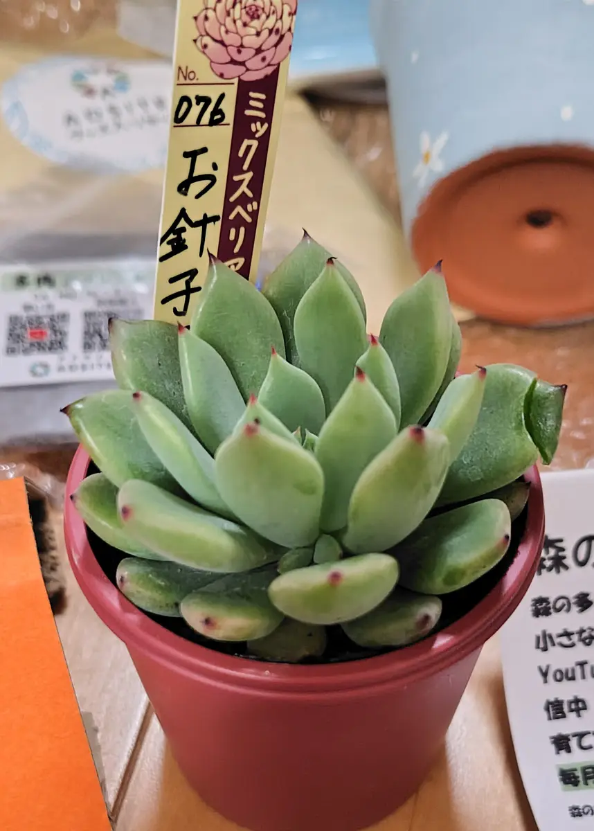 ミックスベリア「お針子さん」花友フェ「多肉植物2026」のアルバム