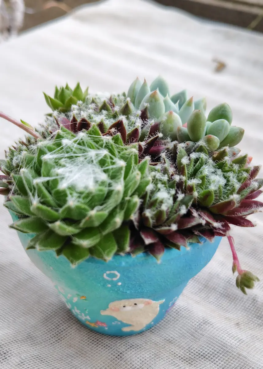 お気に入りの鉢にセンペルビウムの寄せ「多肉植物2026」のアルバム