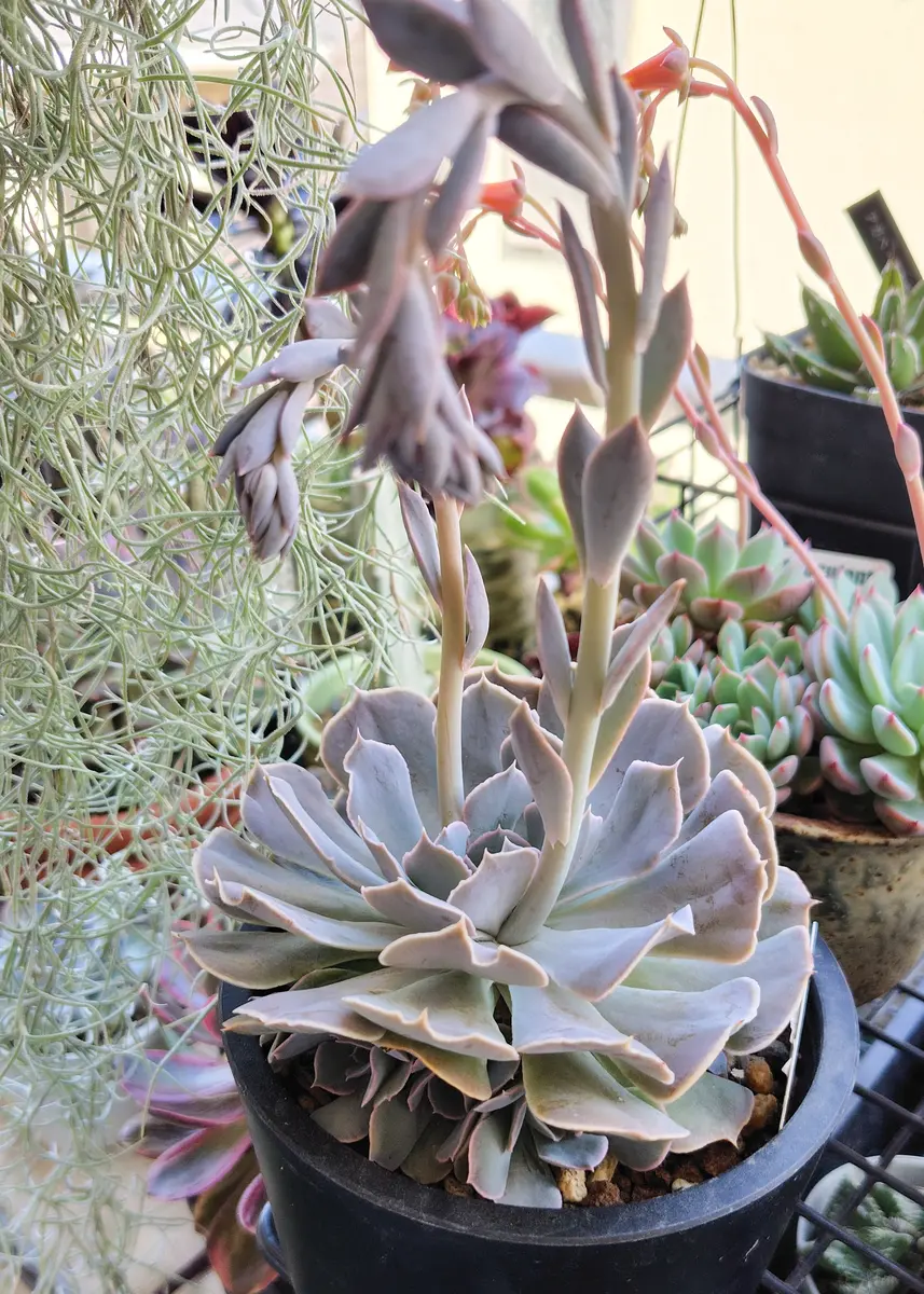 エケベリア シャビアナローズ花芽が長「多肉植物2026」のアルバム