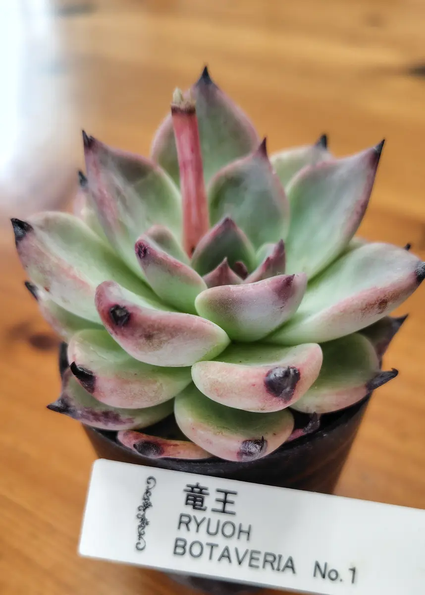 ボタベリア「竜王」花友フェスタでお迎「多肉植物2026」のアルバム