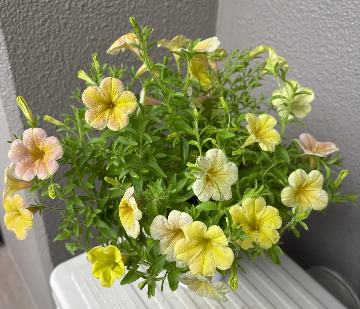 花色の変化があるペチュニアで、冬〜春「ペチュニア」のアルバム