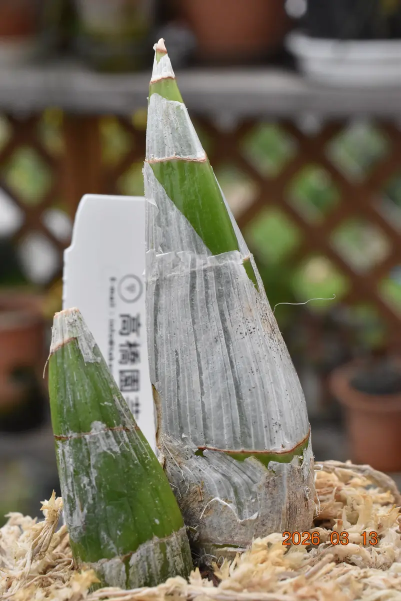タケノコ蘭開花見込み株SVO 実生 グリーン系 カタセタム Clowesetum 2026-03-13撮影ClowesetumPenangWalt「タケノコ蘭」のアルバム