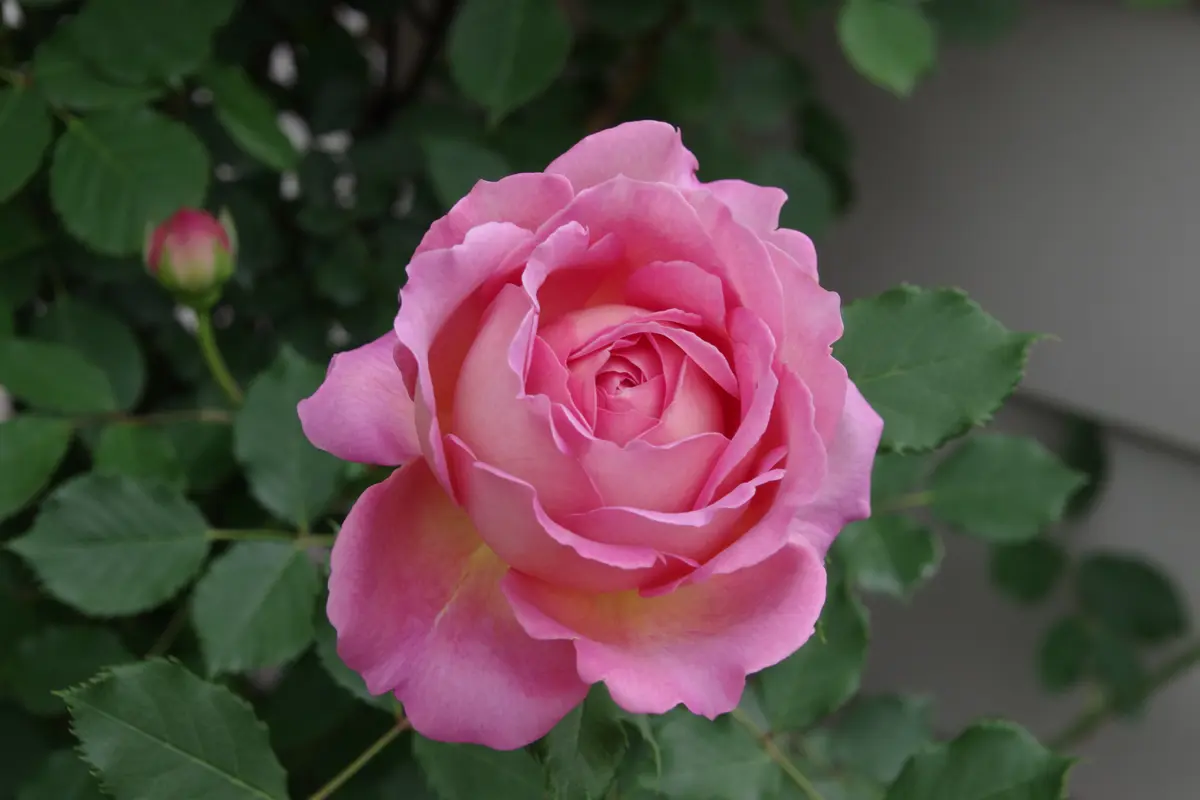 ジュビリー・セレブレーション「2026年の薔薇」のアルバム