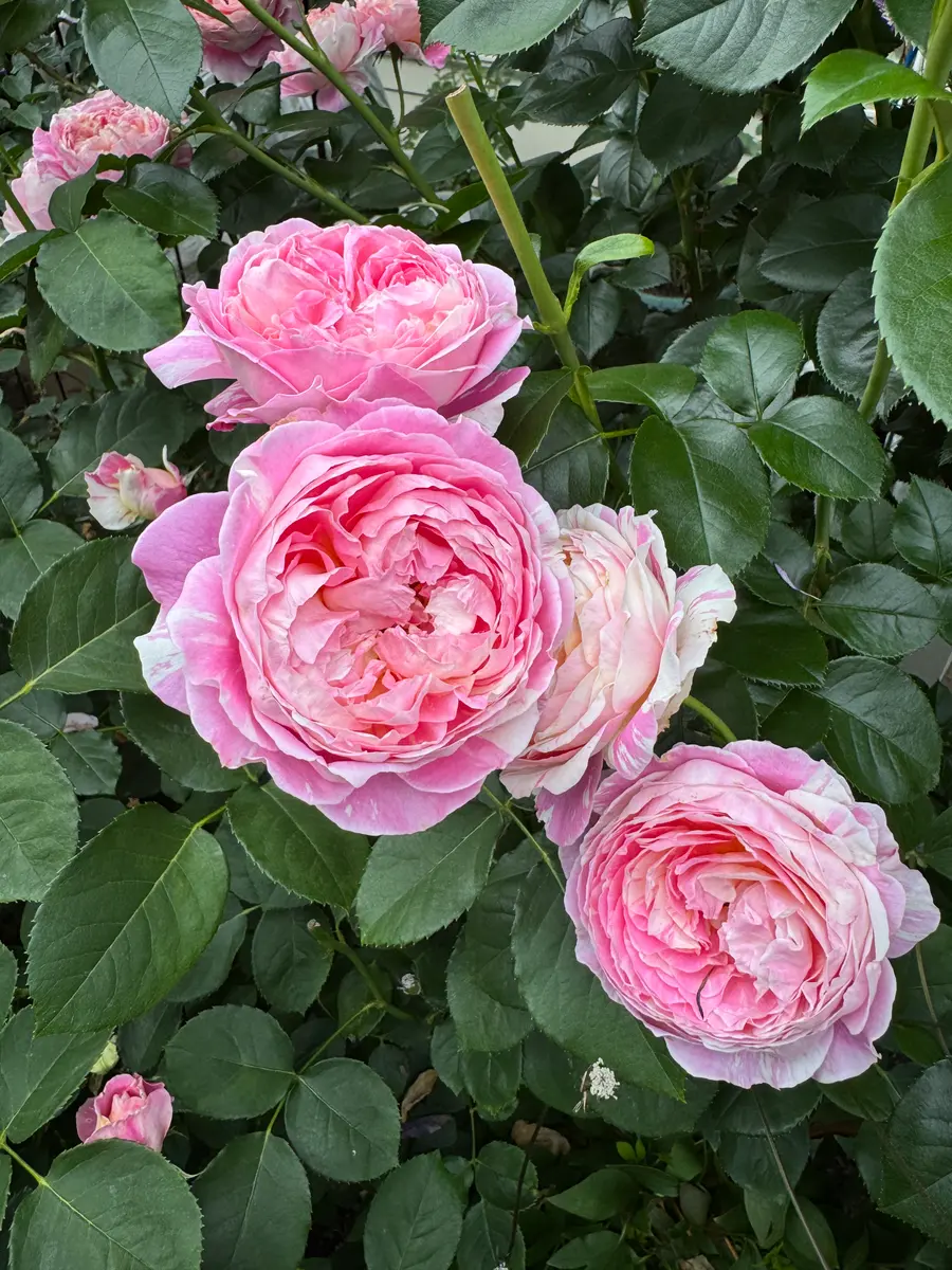 クロード・モネ「2026年の薔薇」のアルバム-みんなの趣味の園芸2678810