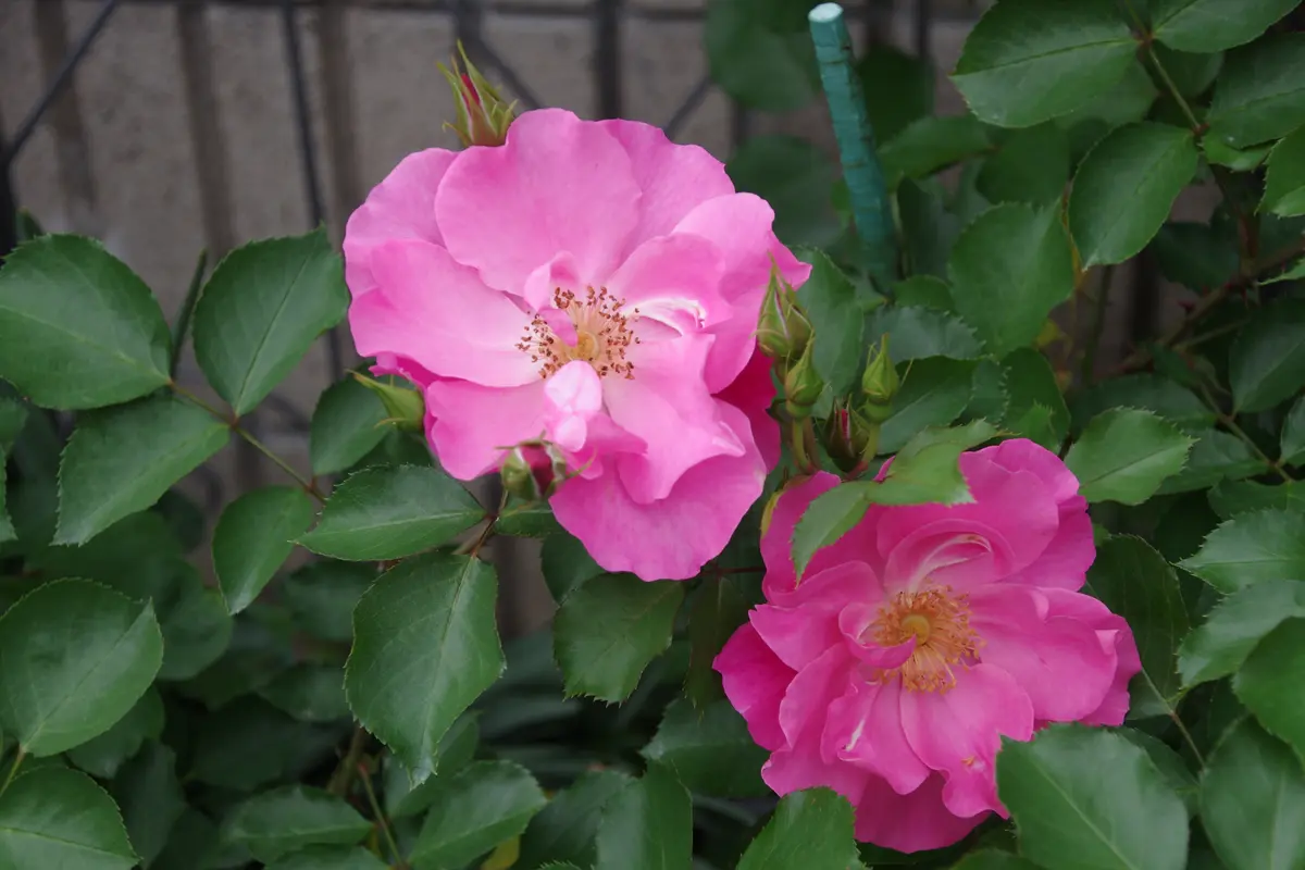 シャングリラ「2026年の薔薇」のアルバム-みんなの趣味の園芸2658028