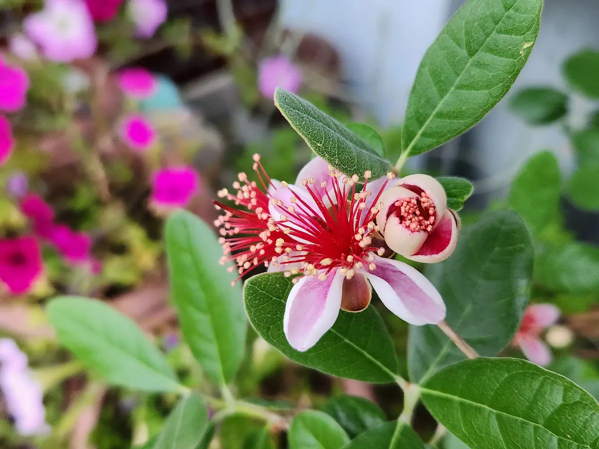 フェイジョアの花が咲き始めました「果樹2026」のアルバム-みんなの