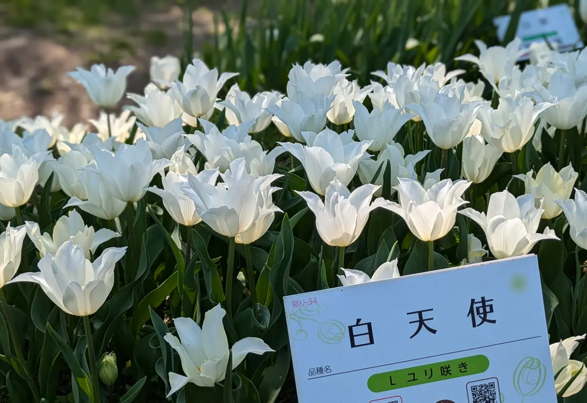白天使「チューリップ参考資料 （品種別）」のアルバム-みんなの趣味の