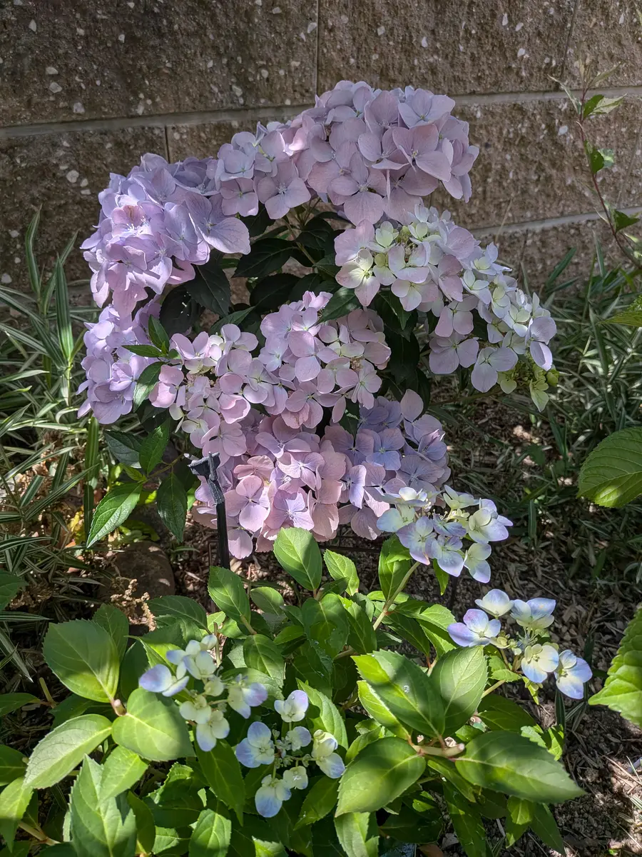 【紫陽花】クリスタルワンド こんばんは☺️ ・ ・ @thegarden_honten 店内に置かれていた 開花株が