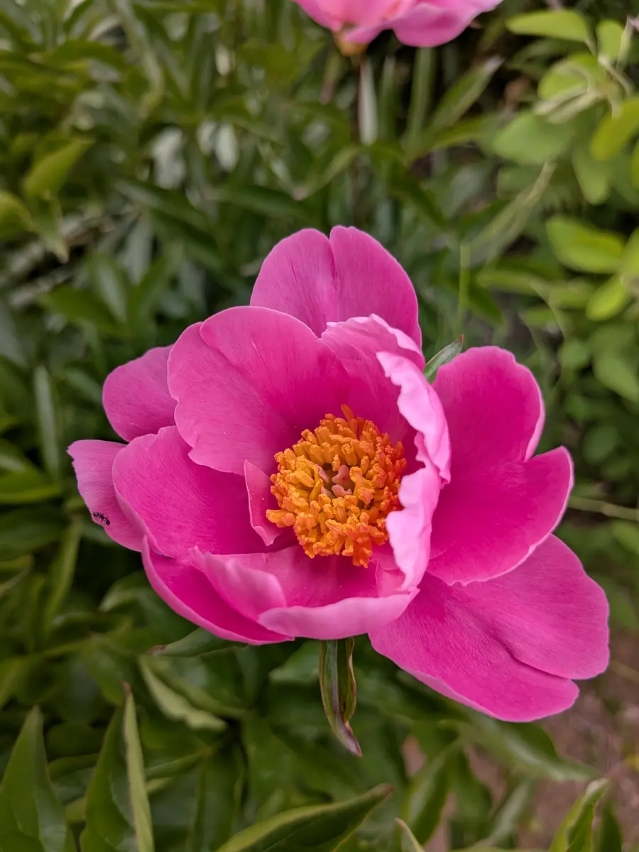 5月14日撮影一重の芍薬「2026年のお花たち」のアルバム-みんなの趣味の