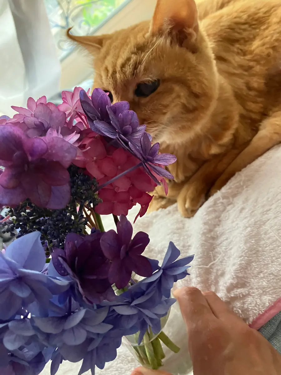 猫と紫陽花「2026」のアルバム-みんなの趣味の園芸2684991