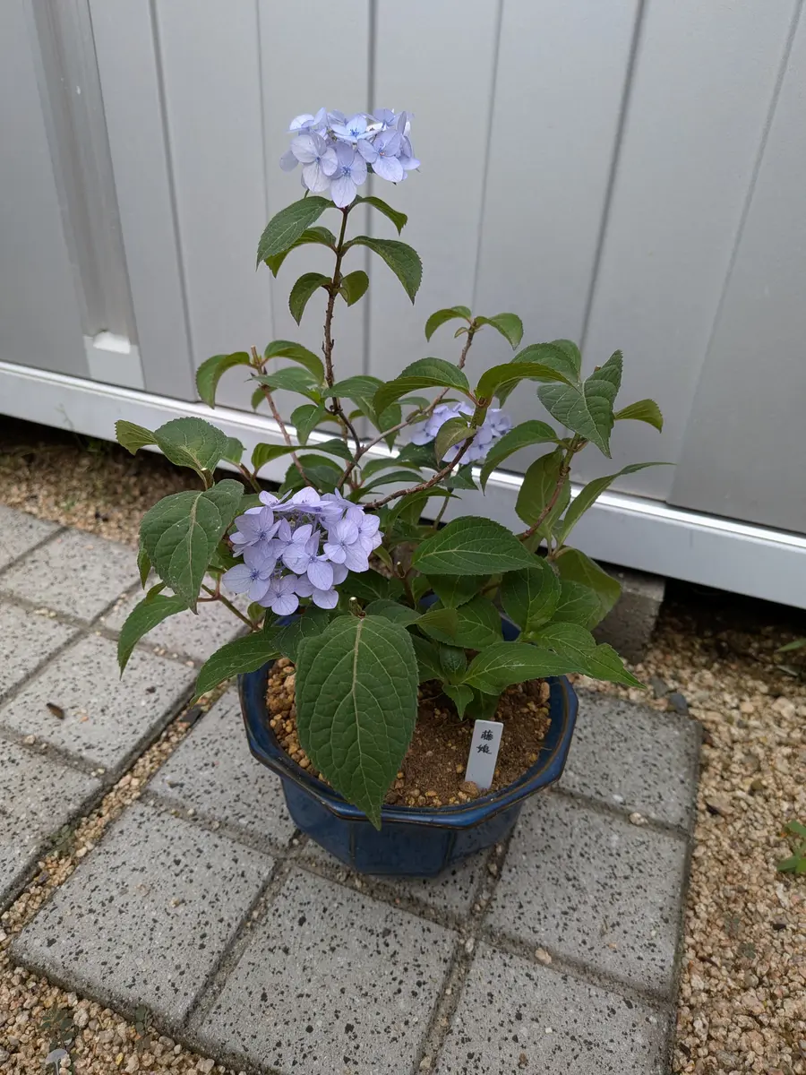 藤娘花終わり剪定後、鉢替えしました「紫陽花関連&庭の花」の