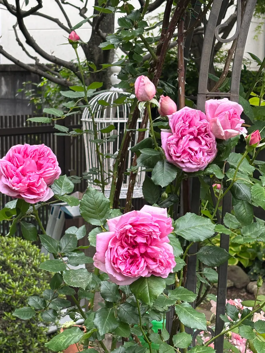 ローズ☆ポンパドール様、専用纏め買い ローズポンパドールアーチに誘引してい「2026年 我が家の薔薇」の