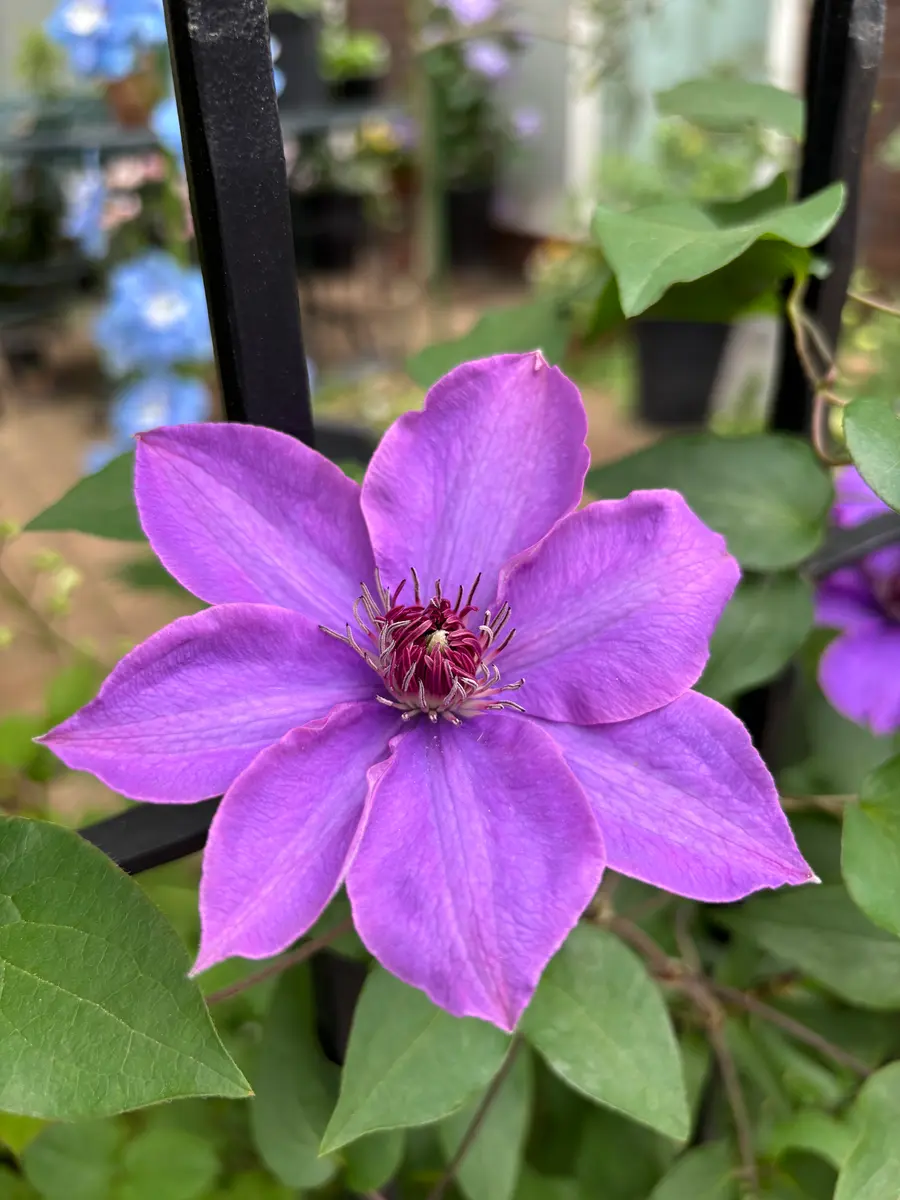 ミゼットブルー開花💜「2026年 春」のアルバム-みんなの趣味の園芸2647606