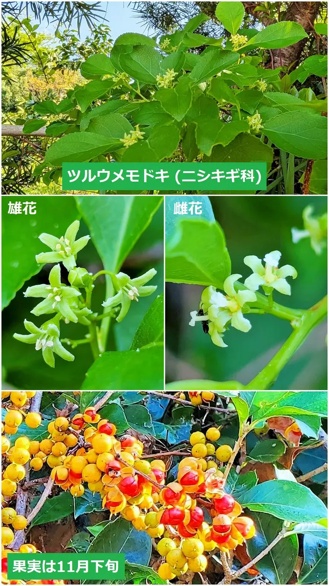 ウメモドキの写真-みんなの趣味の園芸2650682