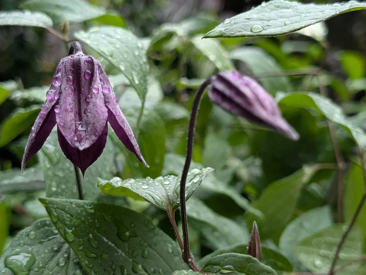 クレマチス プチフォーコンシックな「4月の花だより」のアルバム