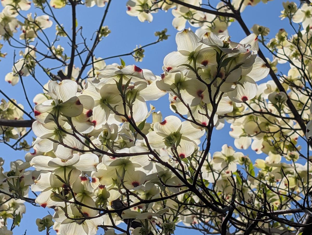 ハナミズキ背が高いので下からパチリ📱「4月の花だより」のアルバム