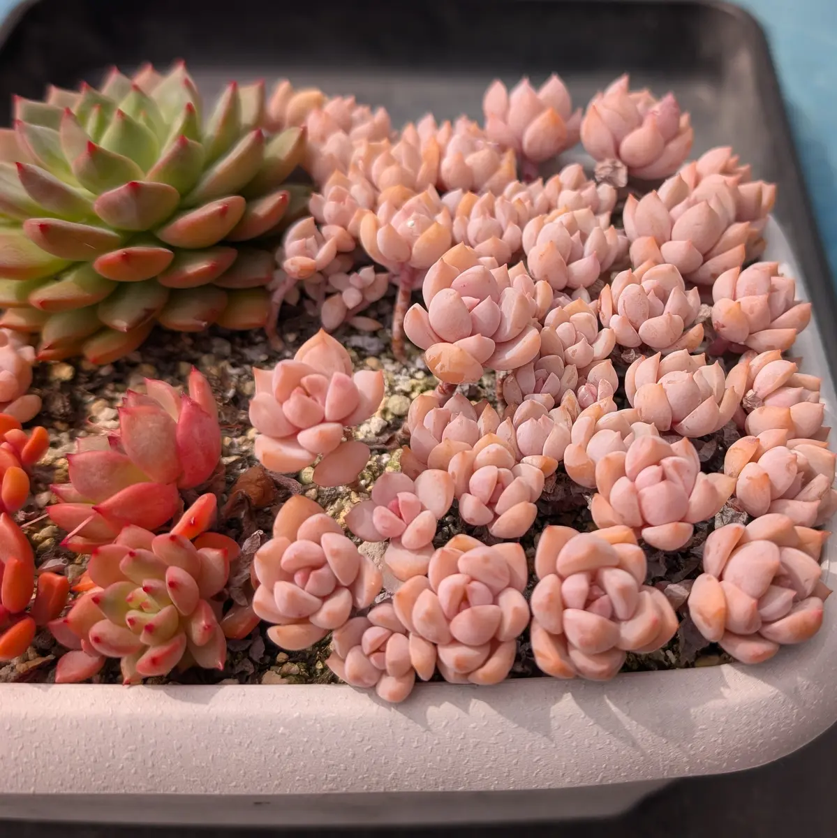 寄せ植えの鉢真ん中あたりが空いたの「我が家の多肉植物たち 2026 4