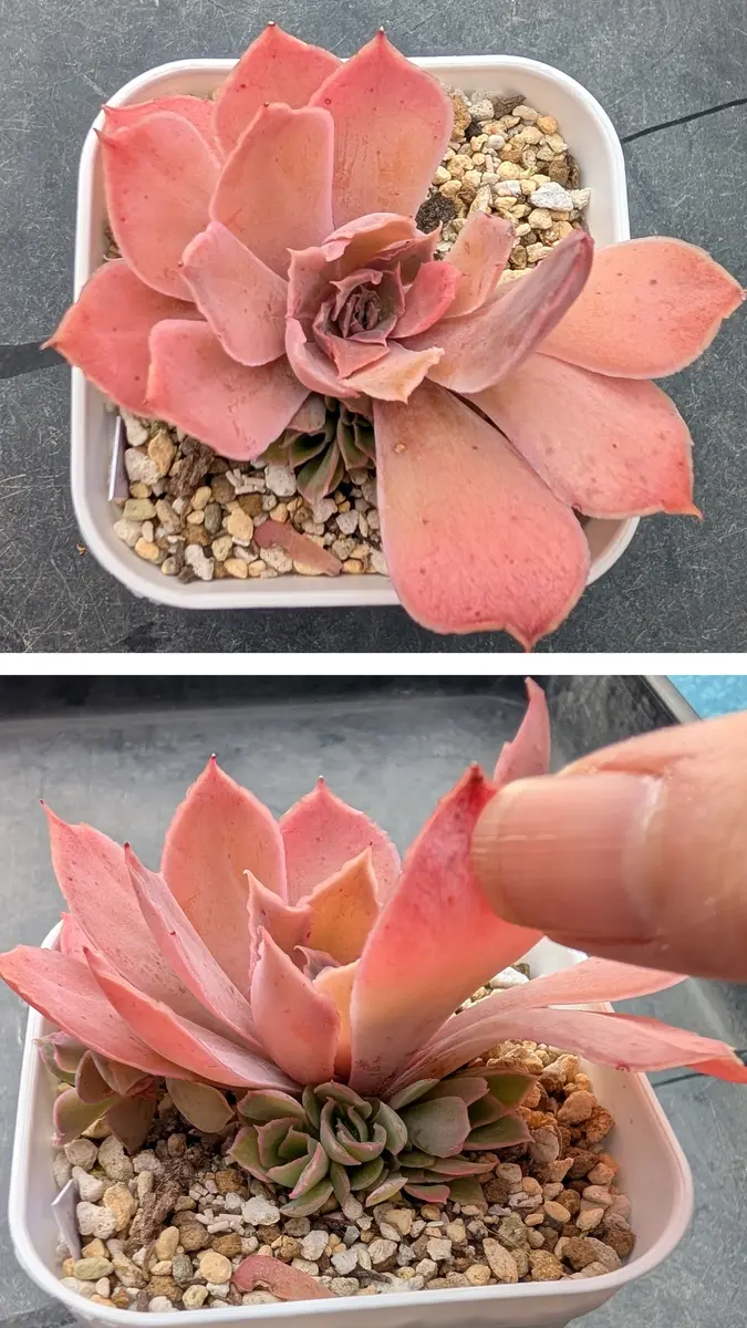 ヒアリナラパス✕シャビアナマインアスベ「我が家の多肉植物たち