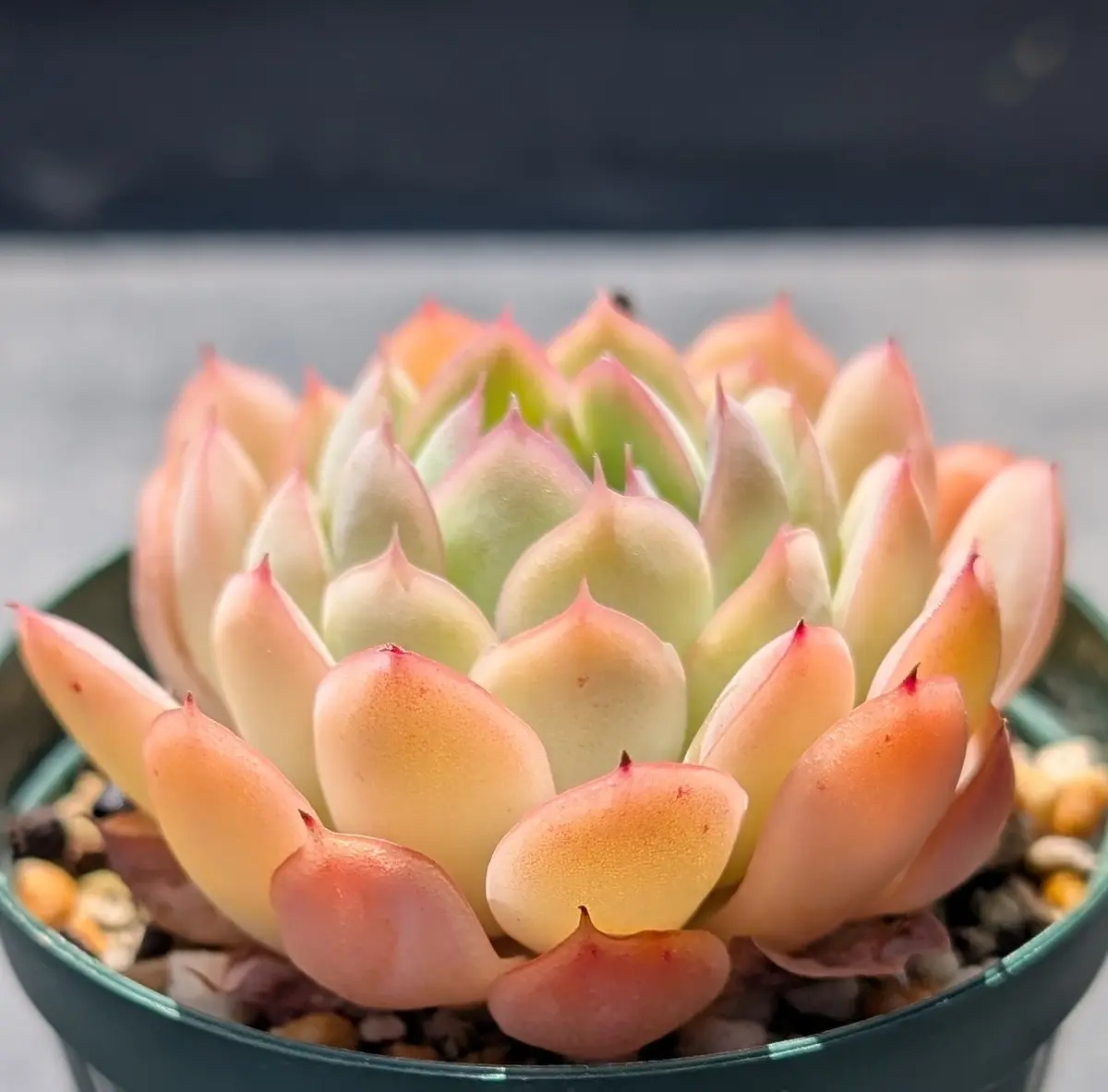 多肉植物アエオニウム錦❤️ 花月夜❤ 状態図 花月夜「我が家の多肉植物たち 2026 4月〜」のアルバム-みんなの趣味の