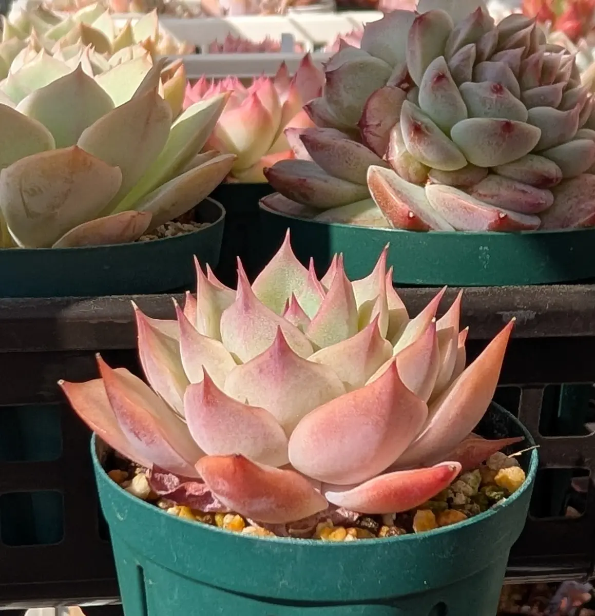 ピンクチップ錦♥マジョリカ♥　多肉植物　エケベリア ピンクチップス「我が家の多肉植物たち 2026 4月〜」のアルバム