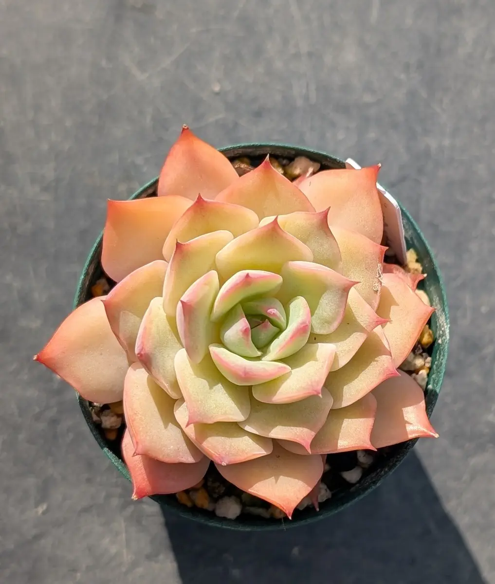 ピンクチップ錦♥マジョリカ♥　多肉植物　エケベリア ピンクチップス「我が家の多肉植物たち 2026 4月〜」のアルバム
