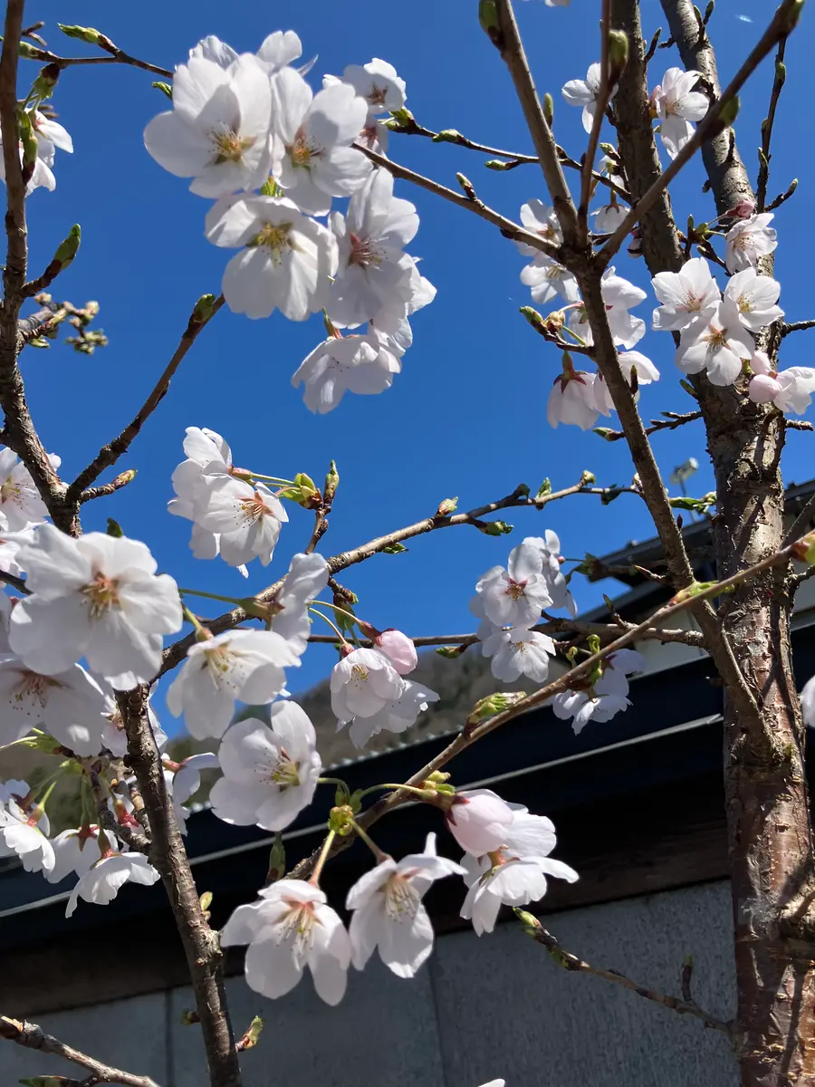 4年前に植えた桜の苗木初めて花が咲き「2026年4月我が家の庭」の