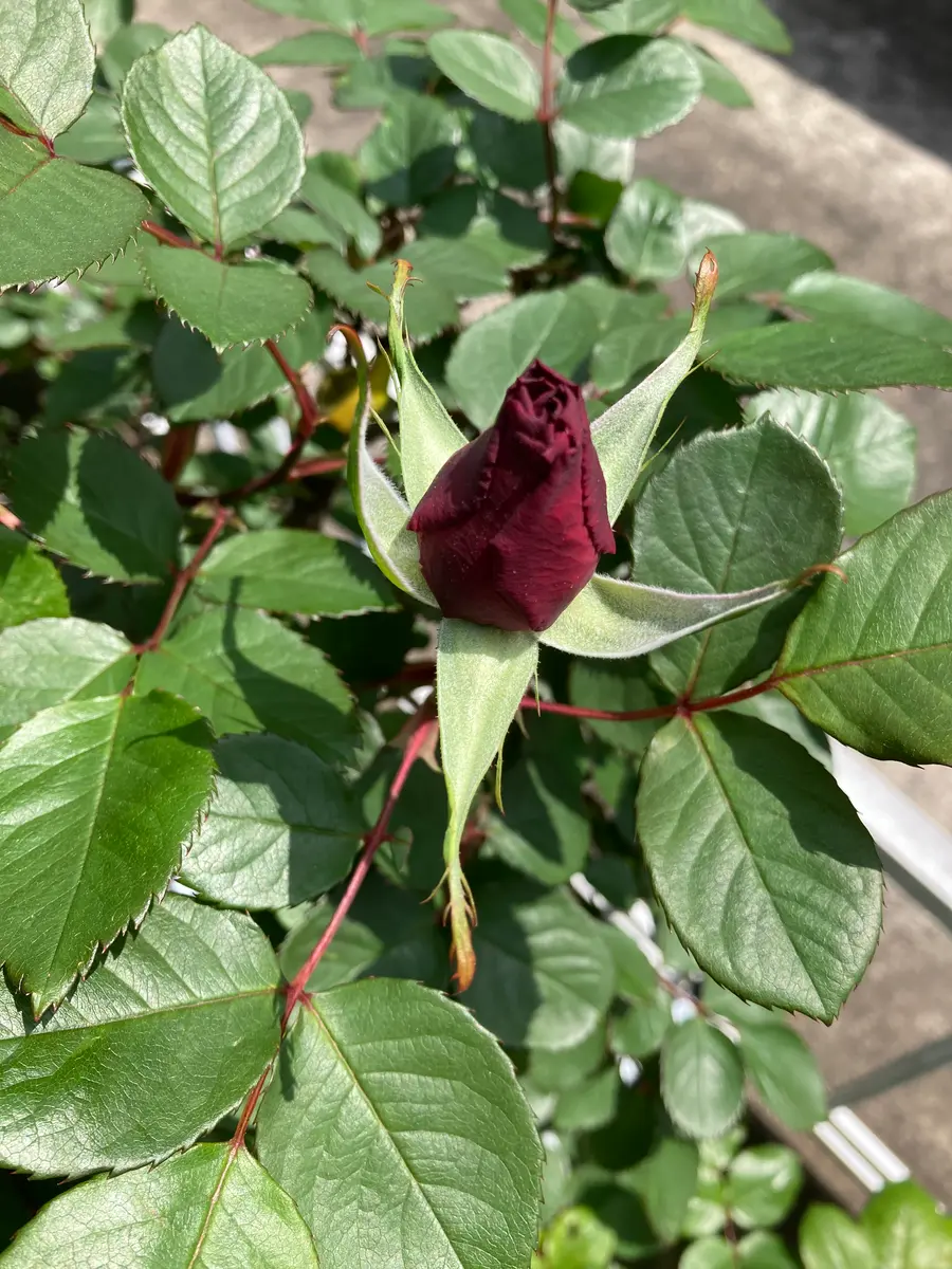 バラ（ブッシュ・ローズ）の写真-みんなの趣味の園芸2639962