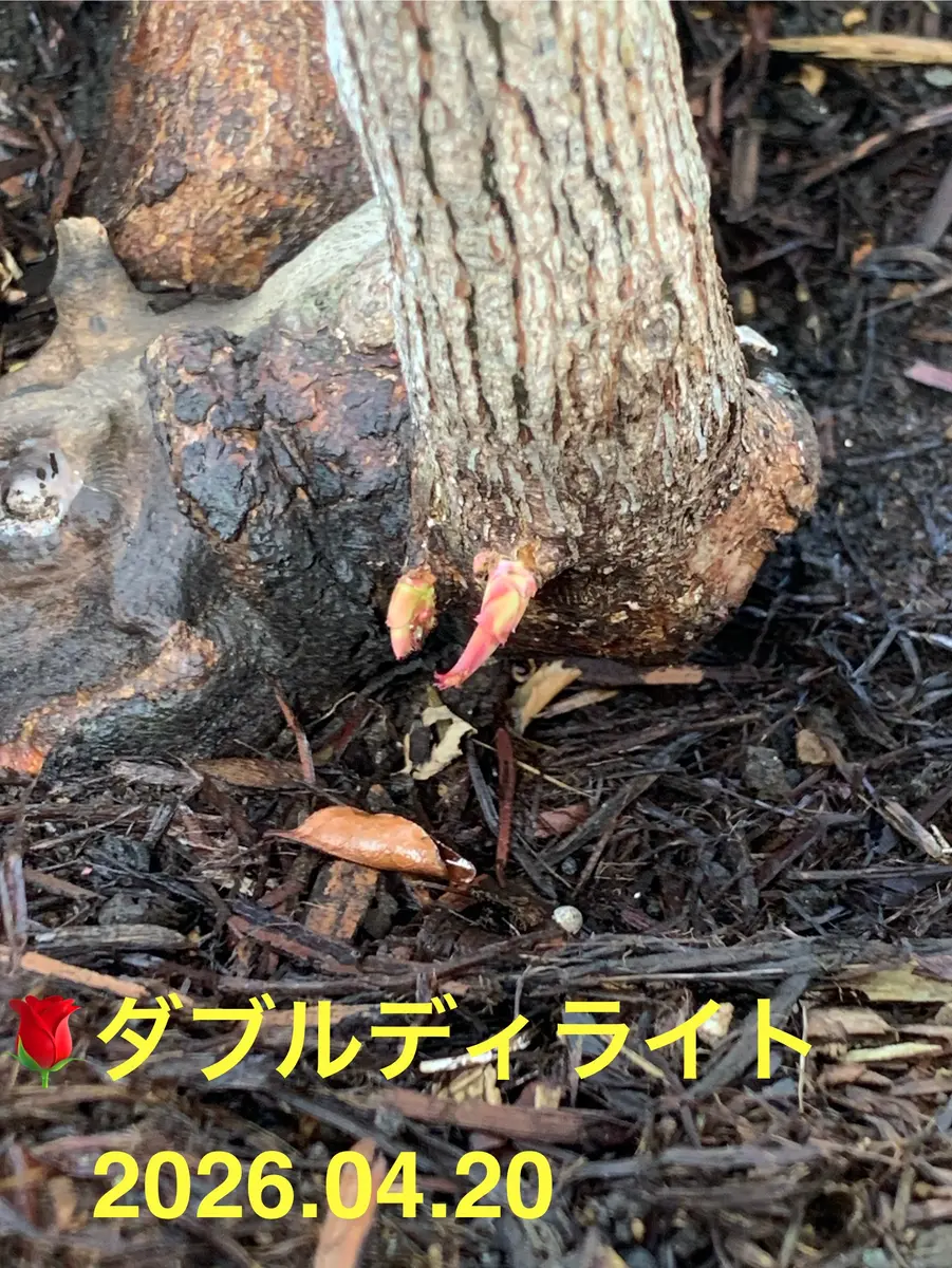 🌹ダブルディライトさんのベイサルシュ「2026年4月のバラ🌹さんたち