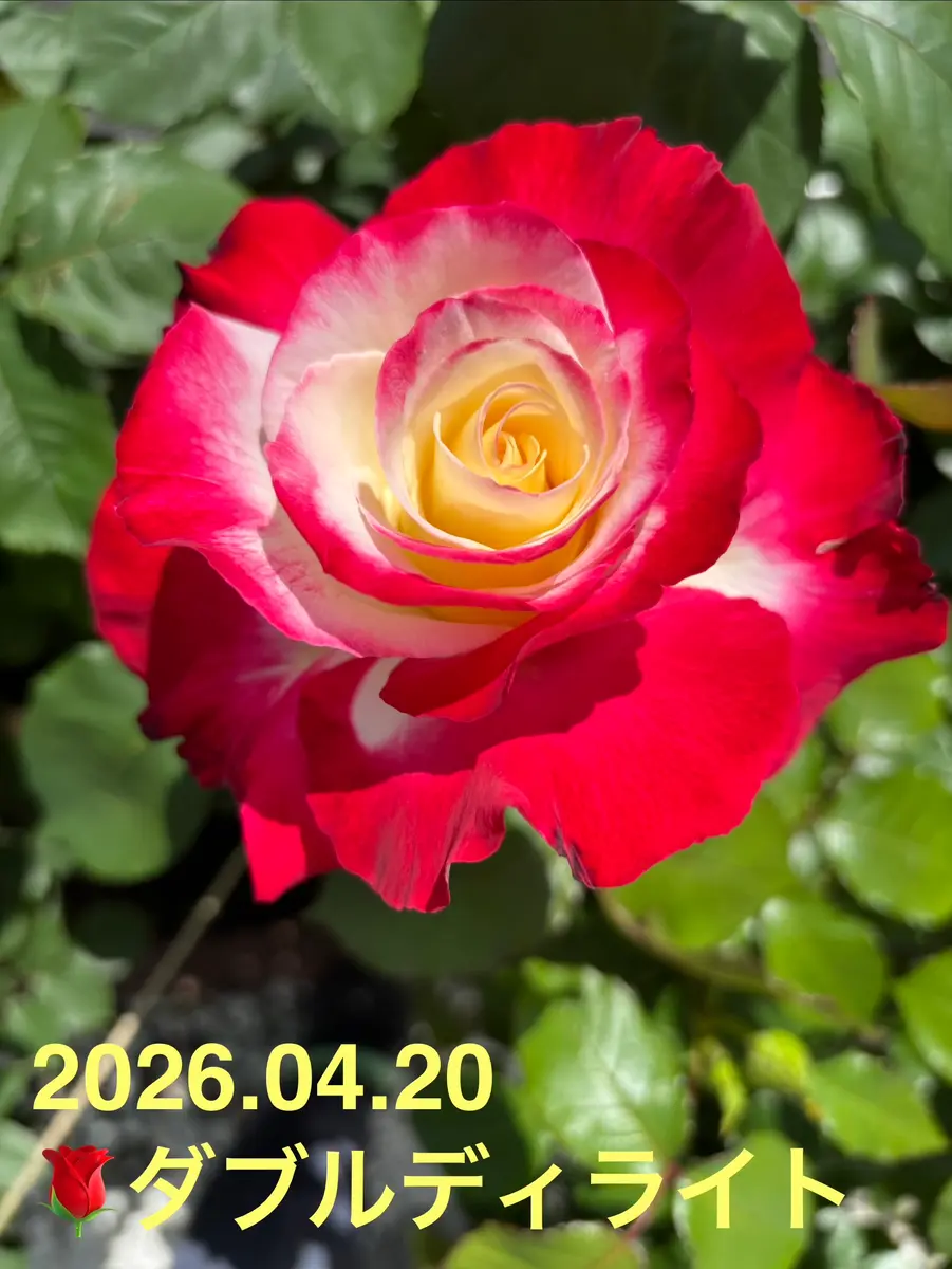 🌹ダブルディライトさん この赤色がな「2026年4月のバラ🌹さんたち