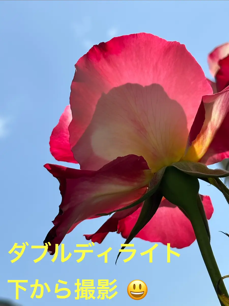 🌹ダブルディライトさん 下から撮影し「2026年4月のバラ🌹さんたち