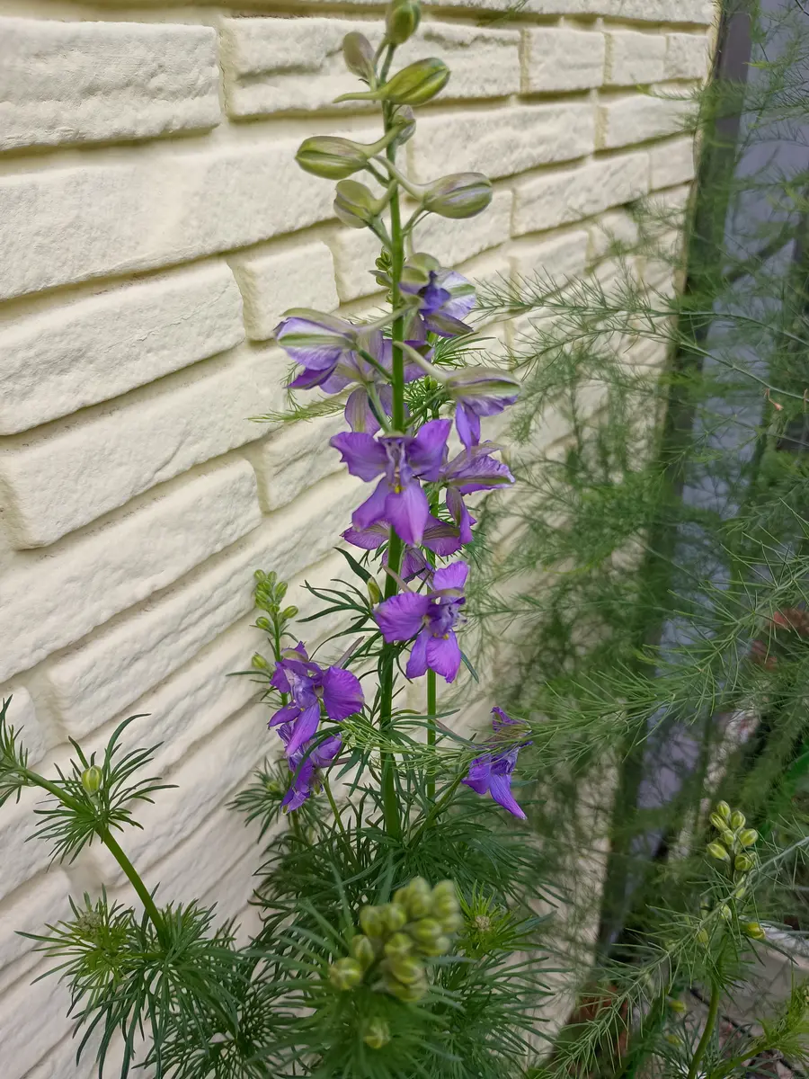 【大幅値下げ中 / 生前整理】 大清同治年製 鳳草花鳥紋 盤 幅約42.5cm 大幅値下げ中 / 生前整理】 大清同治年製 鳳草花鳥紋 盤 幅