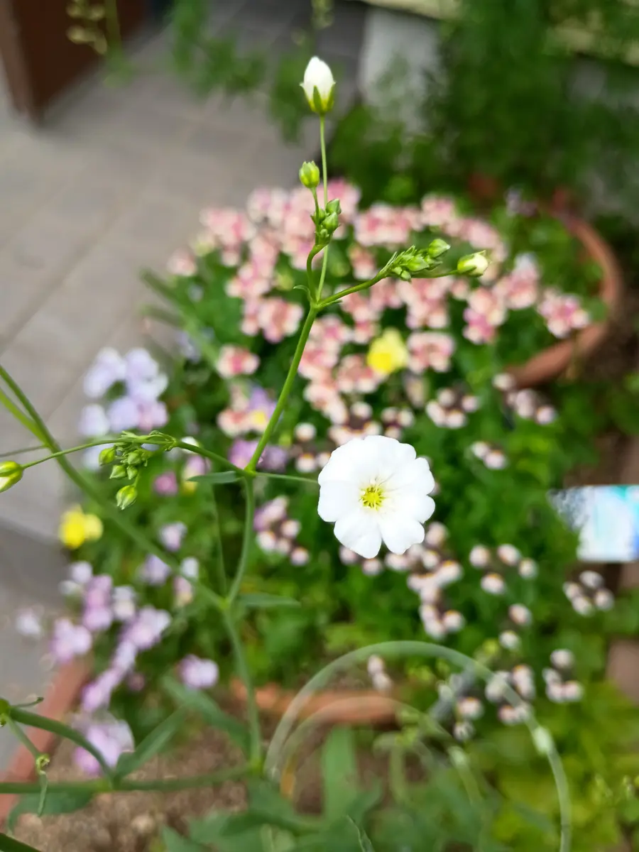 カスミソウの写真-みんなの趣味の園芸2662276