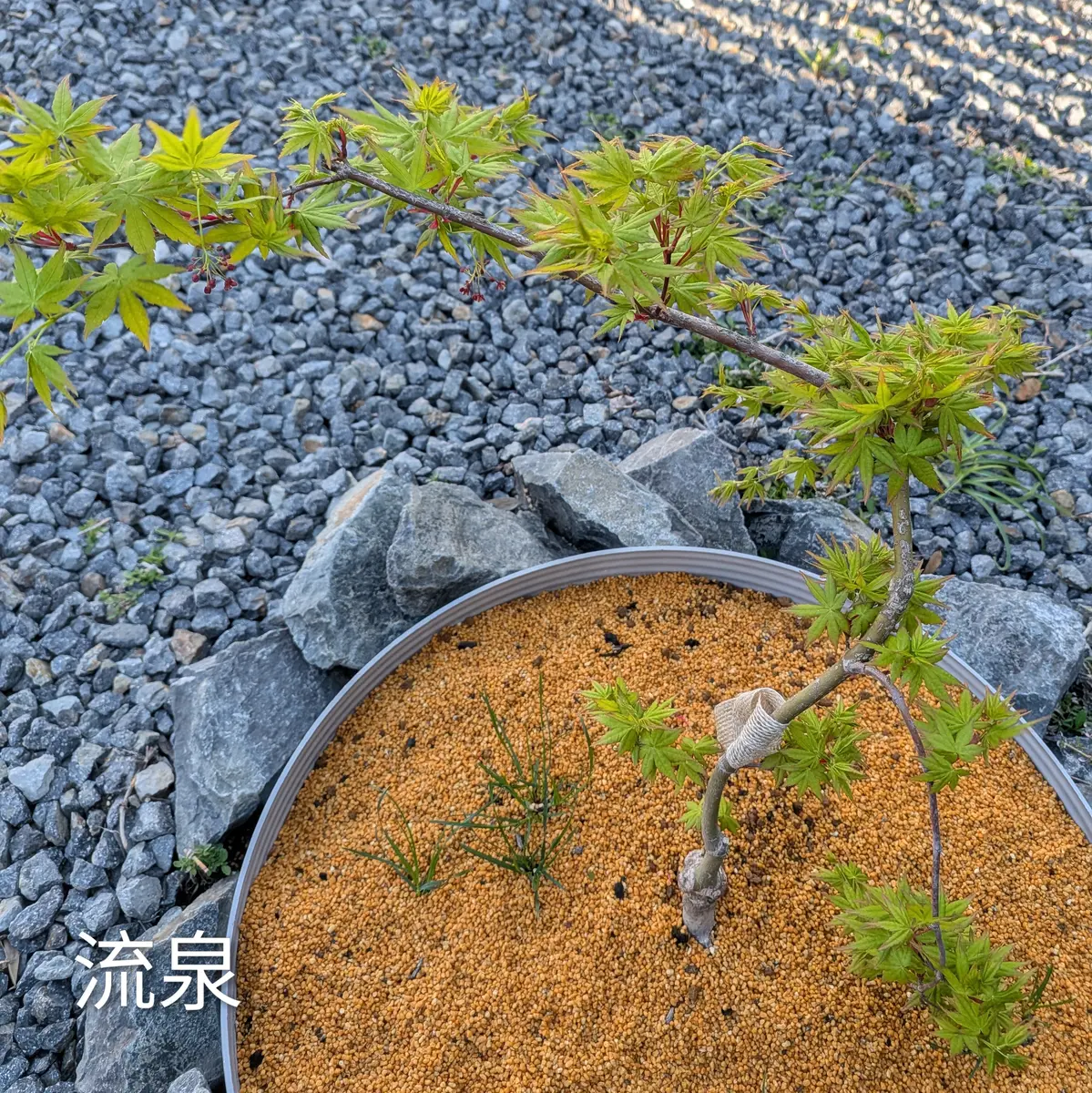 流泉「我が家の紅葉」のアルバム-みんなの趣味の園芸2641154