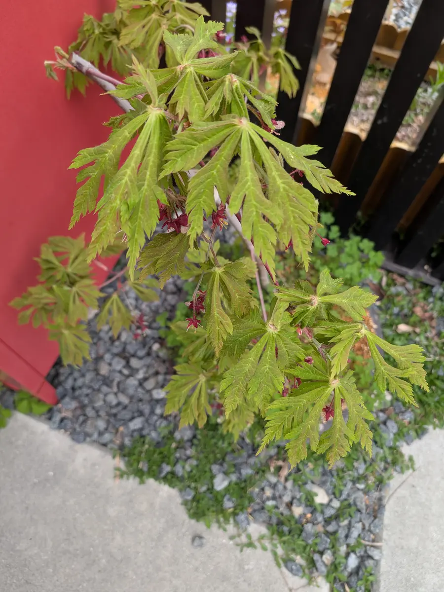 舞孔雀「我が家の紅葉」のアルバム-みんなの趣味の園芸2641144