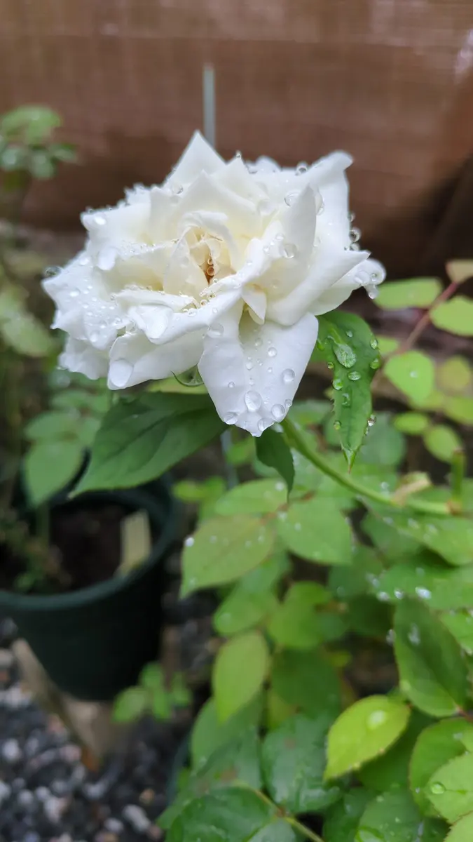 雨に濡れた白薔薇ティネケ😍「2026年春薔薇」のアルバム-みんなの