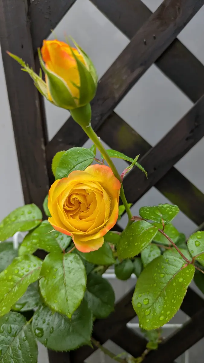 スペクトラ雨に良く似合うかも💦花が「2026年春薔薇」の