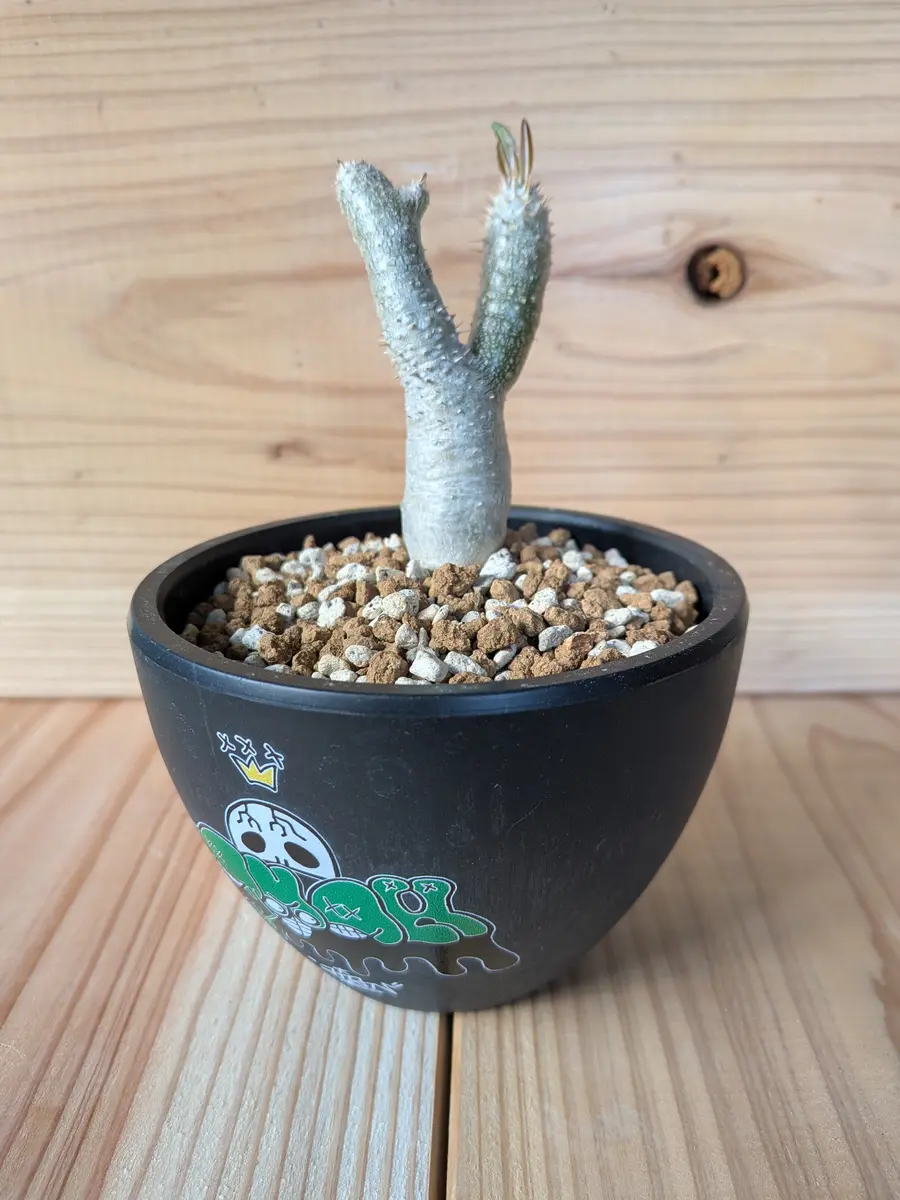 イノピナツム 巨大 塊根植物 イノピナツム「塊根植物」のアルバム-みんなの趣味の園芸2646751