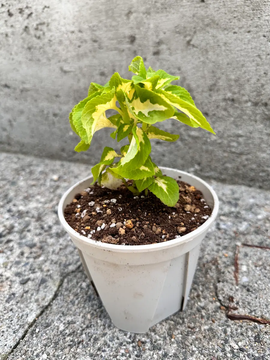 コリウス　挿し木用/枝　カット（3本）庭園・観葉植物・山野草・斑入り コリウスを挿し木で冬越し！ | にゃんにゃんガーデン