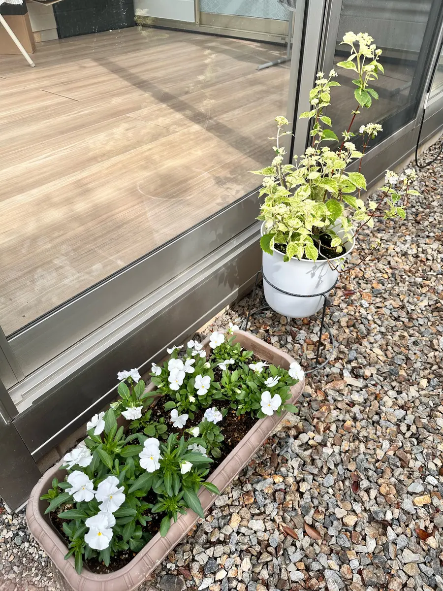 ボタンの苗 新芽あり 白鉢付き　レンカク 楽天市場】【花終わり】ボタン(牡丹) 苗木 島根連鶴（シマネレンカク