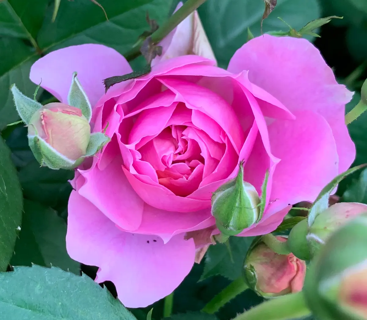 ムーンライト・ソナタ「令和8年春の薔薇」のアルバム-みんなの趣味の 