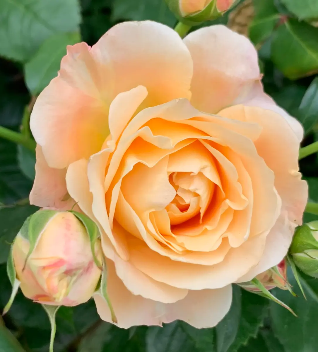 ラ・ドルチェヴィータ「令和8年春の薔薇」のアルバム-みんなの趣味の
