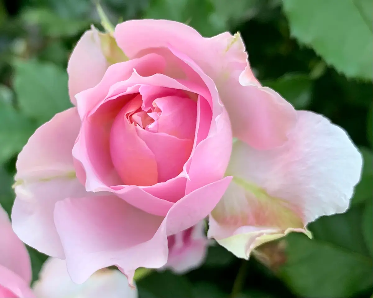 ムーンライト・ソナタ「令和8年春の薔薇」のアルバム-みんなの趣味の 