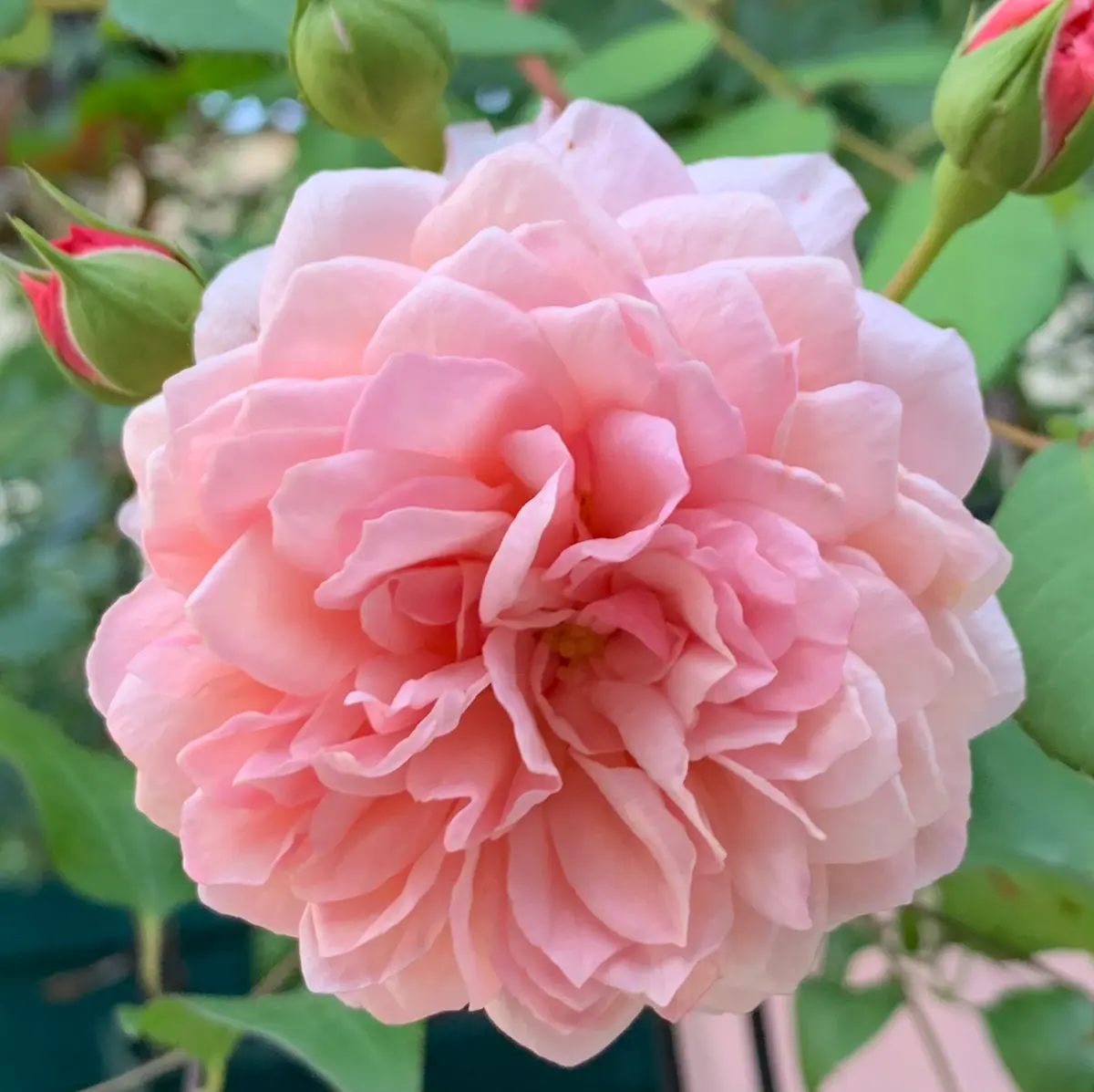 ウィリアム・モリス「令和8年春の薔薇」のアルバム-みんなの趣味の園芸
