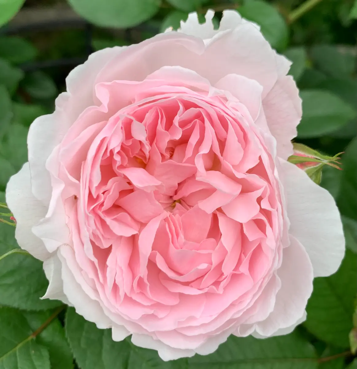 ルドゥーテ「令和8年春の薔薇」のアルバム-みんなの趣味の園芸2657239