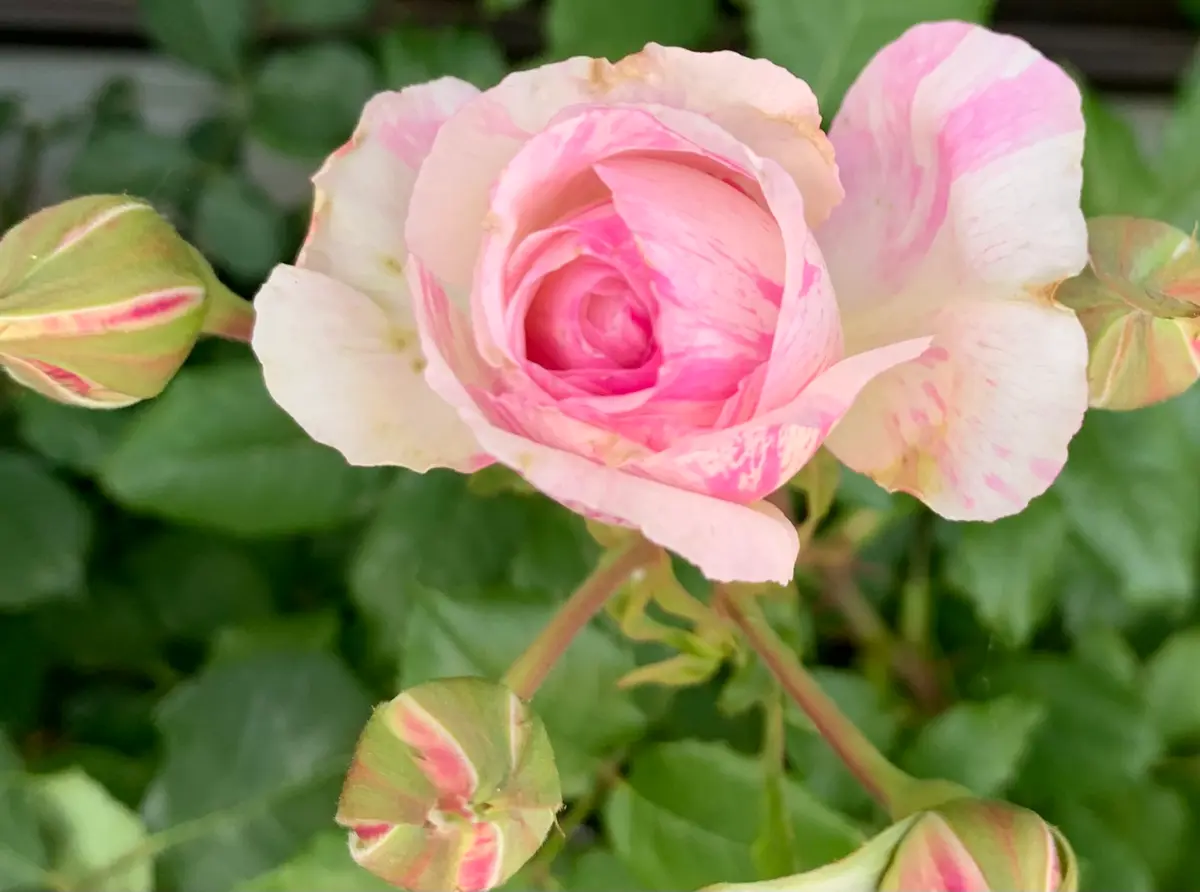 カメオ「令和8年春の薔薇」のアルバム-みんなの趣味の園芸2663379