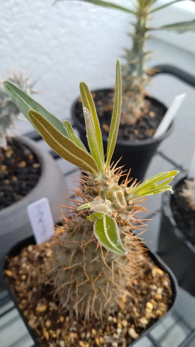 グラキリス実生の芽が出ました！初のパ「パキポの新芽！」の
